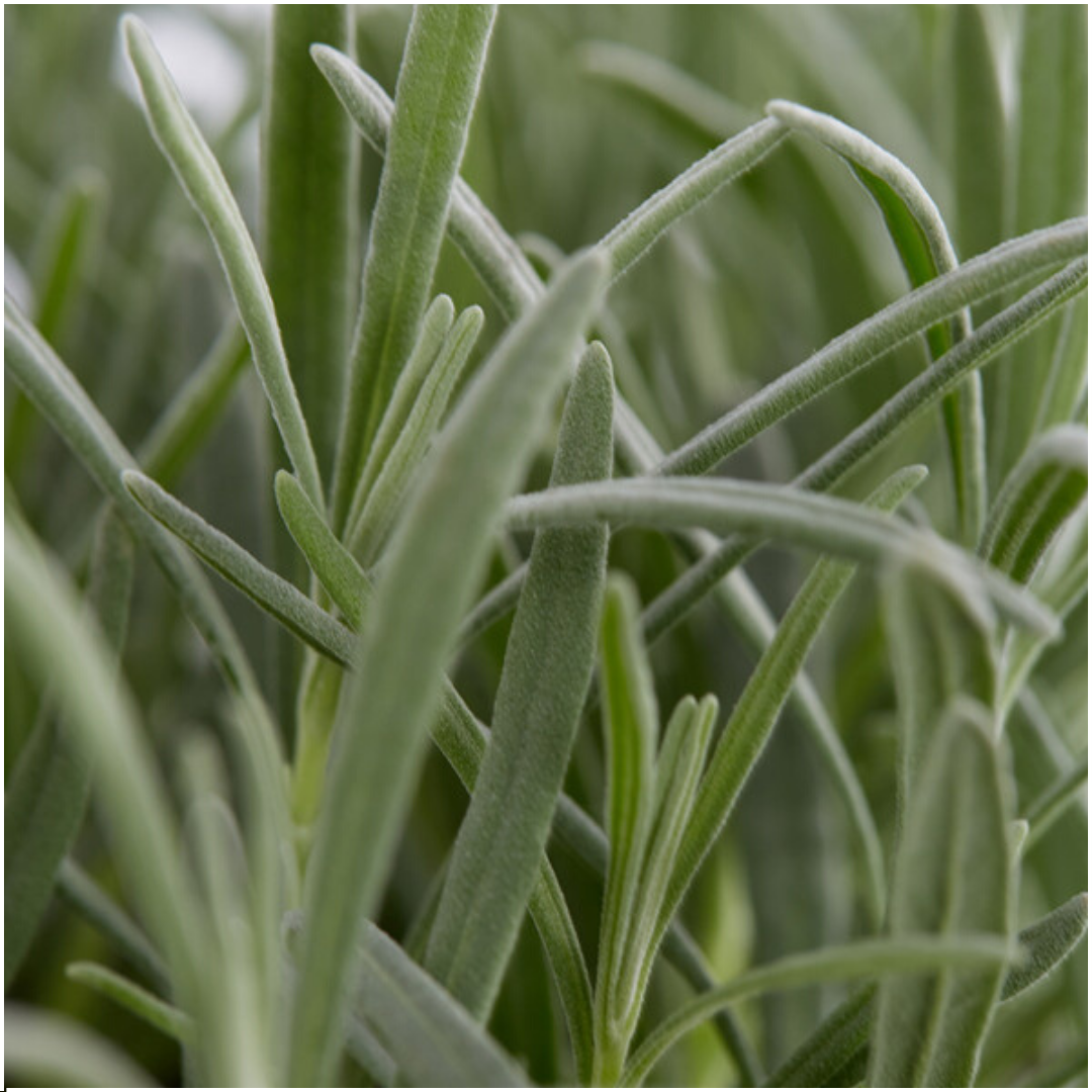 Lavandula angustifolia (6 stuks)