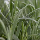 Lavandula angustifolia (6 stuks)