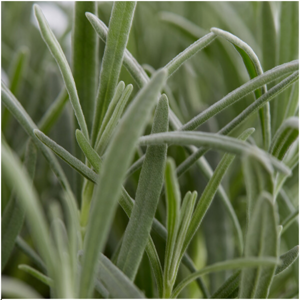 Lavandula angustifolia (6 stuks)