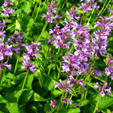 Stachys monieri 'Hummelo' (6 stuks)