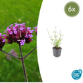 Verbena bonariensis 'Lollipop' (6 stuks)