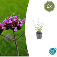 Verpakking — Verbena bonariensis 'Lollipop' (6 stuks)