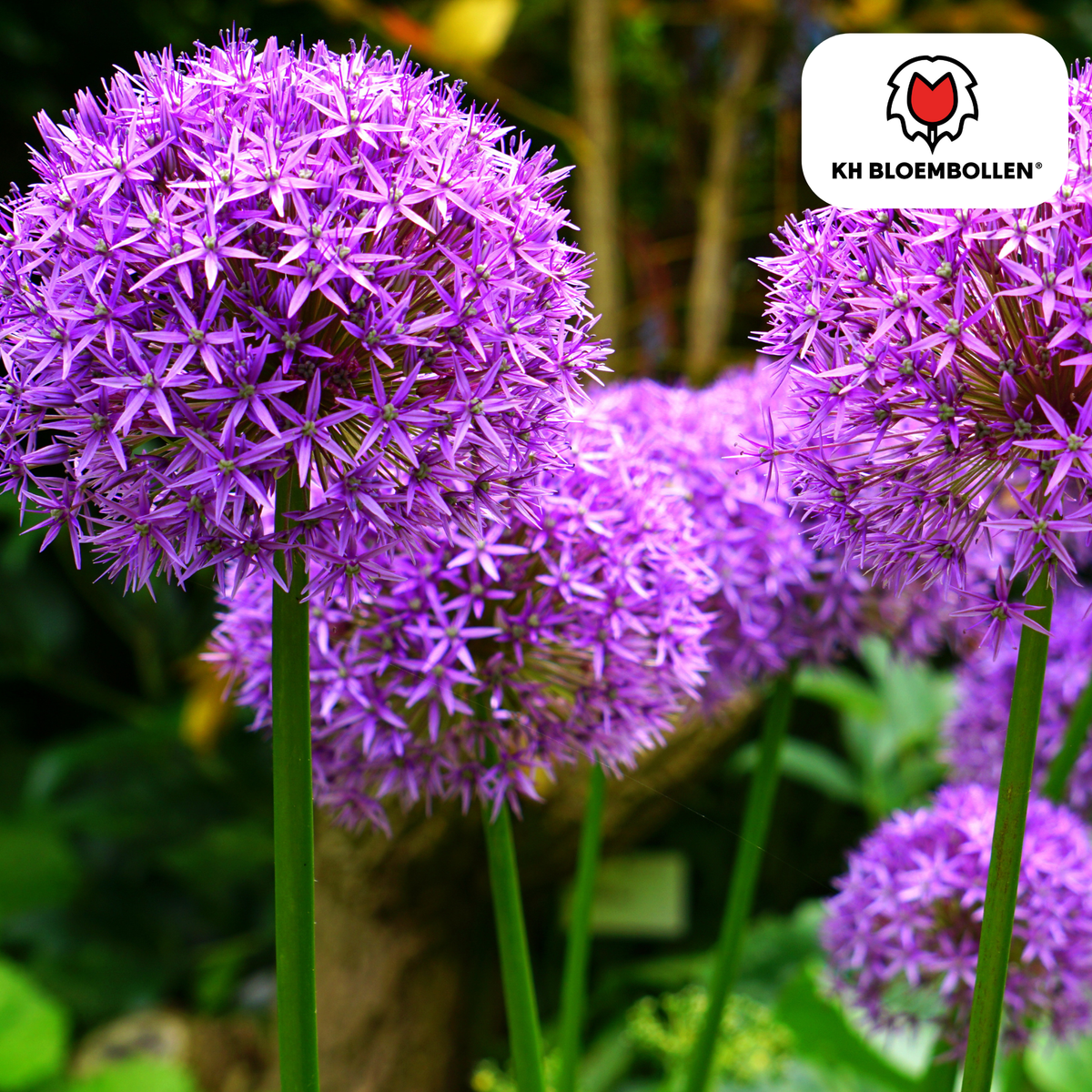 4 verschilllende Allium soorten Mixje van JufGroen