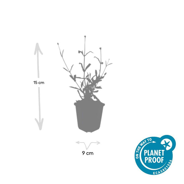Verbena bonariensis 'Lollipop' (6 stuks)