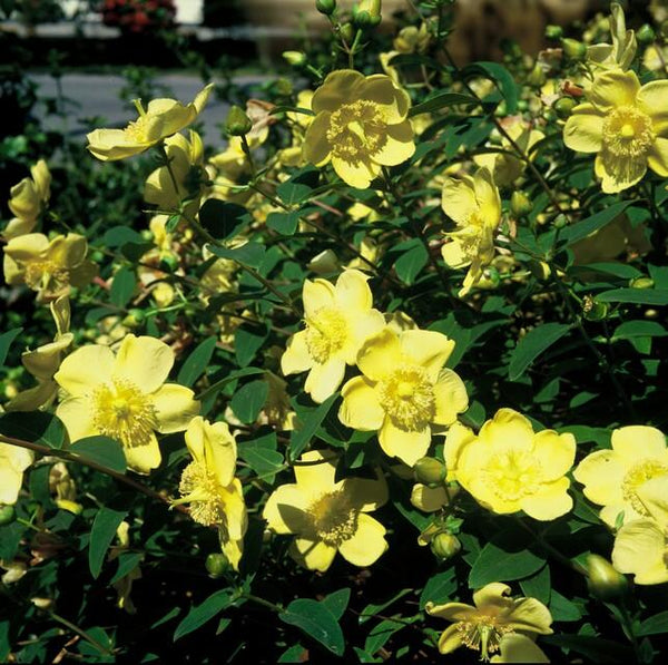 Hypericum 'Hidcote' (6 stuks)