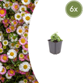 Erigeron karvinskianus (6 stuks)