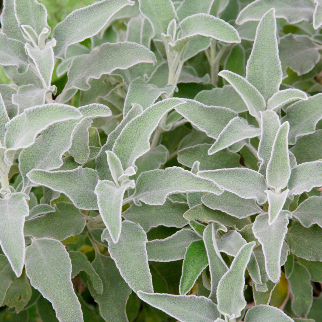 Stachys byzantina (6 stuks)