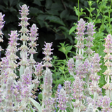 Ezelsoren 'Silver Carpet' (6 stuks)