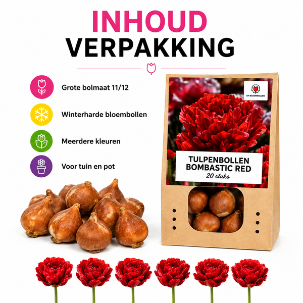 Tulpenbollen Bombastic Red Rode Pioentulp – Dubbelbloemig