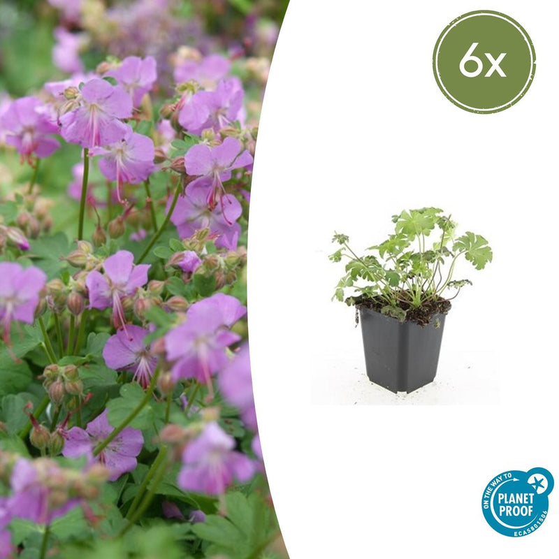 Geranium cantabrigiense 'Cambridge' (6 stuks)