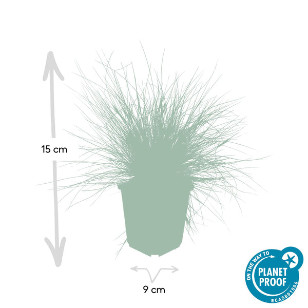 Festuca glauca 'Elijah Blue' (6 stuks)