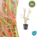 Imperata cylindrica 'Red Baron' (6 stuks)