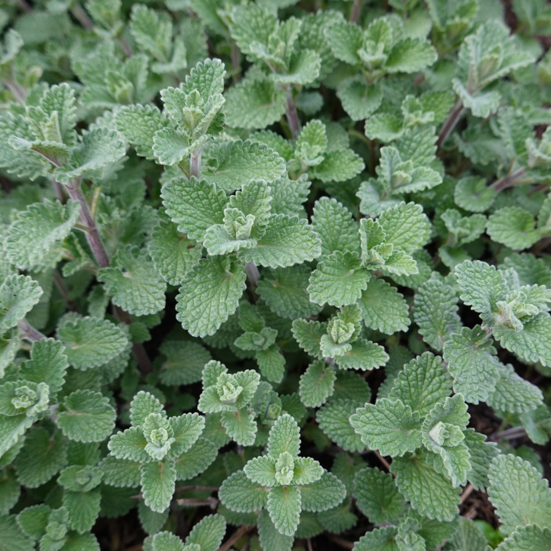 Nepeta faassenii (6 stuks)