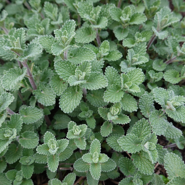 Nepeta faassenii (6 stuks)