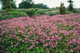 Geranium cantabrigiense 'Cambridge' (6 stuks)