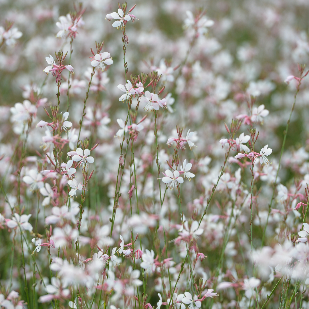 Gaura lindheimeri (6 stuks)