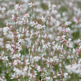 Gaura lindheimeri (6 stuks)