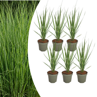 Verpakking — 6x Panicum virgatum ‘Northwind’ – Sterk opgaand siergras met strakke groeivorm | Potmaat 12 cm