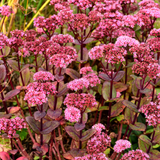 Sedum 'Matrona' (6 stuks)