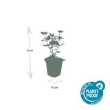 Agastache 'Blue Fortune' (6 stuks)
