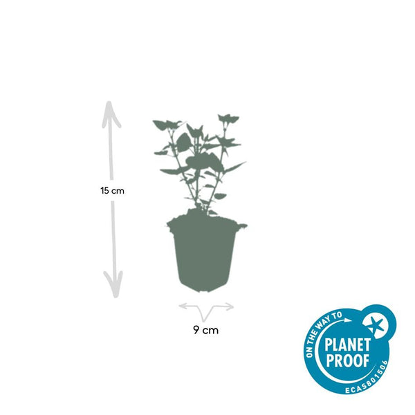 Agastache 'Blue Fortune' (6 stuks)