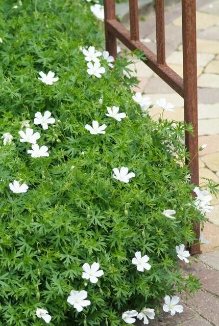 Geranium sanguineum 'Album' (6 stuks)