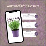 Lavandula stoechas 'Anouk' (24 stuks)