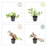 Persicaria affinis 'Darjeeling Red' (6 stuks)