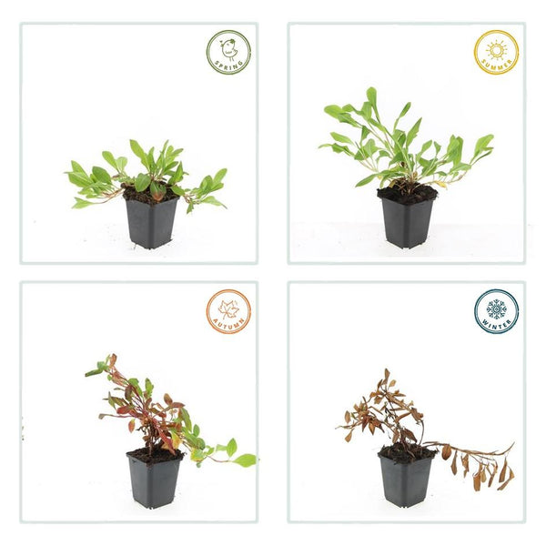 Persicaria affinis 'Darjeeling Red' (6 stuks)