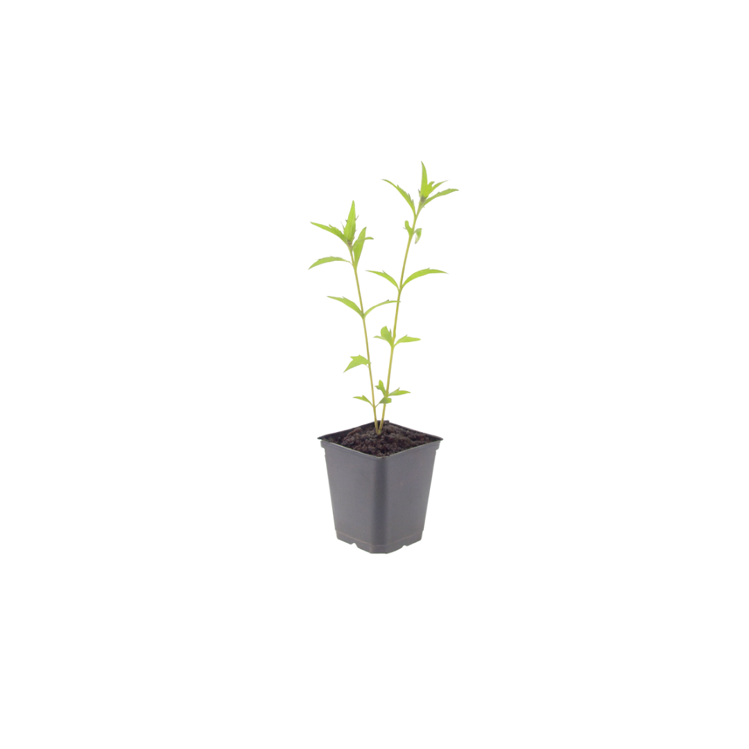 Kalimeris incisa 'Blue Star' (6 stuks)