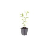 Kalimeris incisa 'Blue Star' (6 stuks)