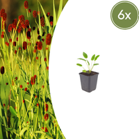 Verpakking — Sanguisorba officinalis 'Tanna' (6 stuks)