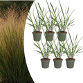 Panicum virgatum ‘Rotstrahlbusch’ (6 stuks)