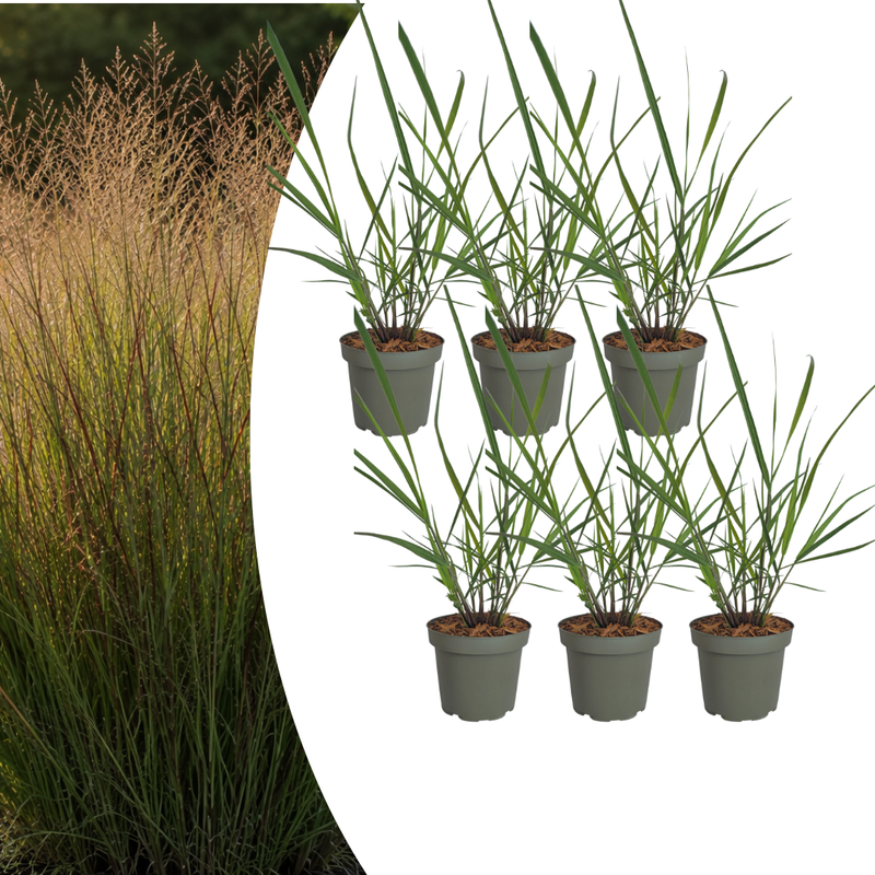 Panicum virgatum ‘Rotstrahlbusch’ (6 stuks)