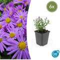 Aster dumosus 'Prof. Anton Kippenberg' (6 stuks)