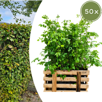 Verpakking — Palletdeal Haagplanten:  50 Fagus sylvatica ↕60-80 - Ø 19cm | Mini Pallet