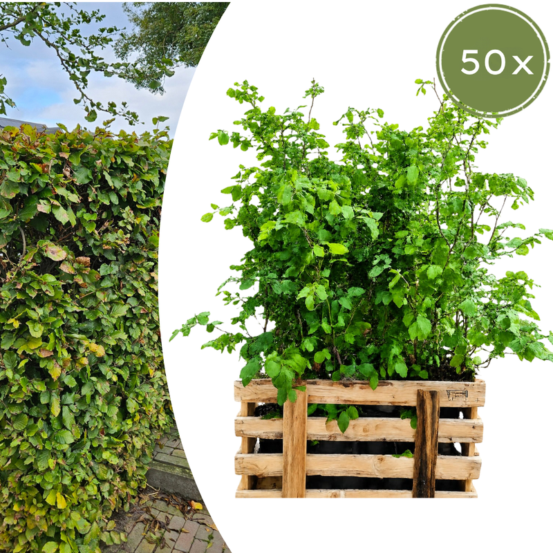 Palletdeal Haagplanten:  50 Fagus sylvatica ↕60-80 - Ø 19cm | Mini Pallet