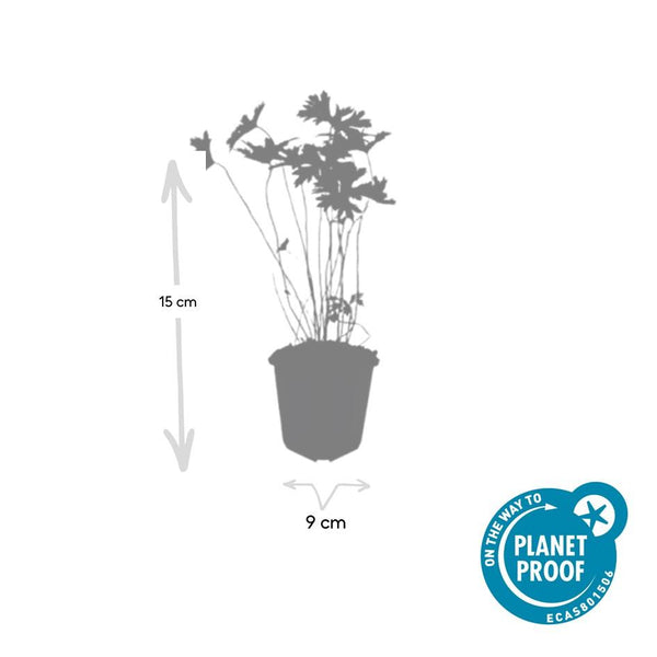 Geranium 'Johnson's Blue' (6 stuks)