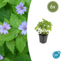 Geranium nodosum (6 stuks)