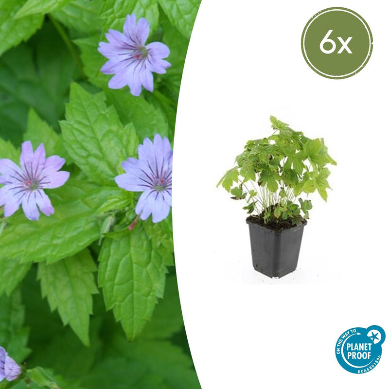 Geranium nodosum (6 stuks)