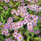 Kalimeris incisa 'Blue Star' (6 stuks)