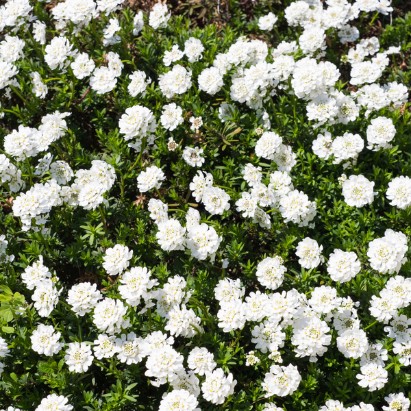 Iberis sempervirens 'Schneeflocke' (6 stuks)