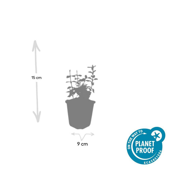 Euonymus fortunei 'Harlequin' (6 stuks)