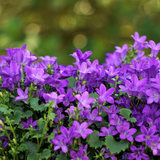 Campanula portenschlagiana (6 stuks)