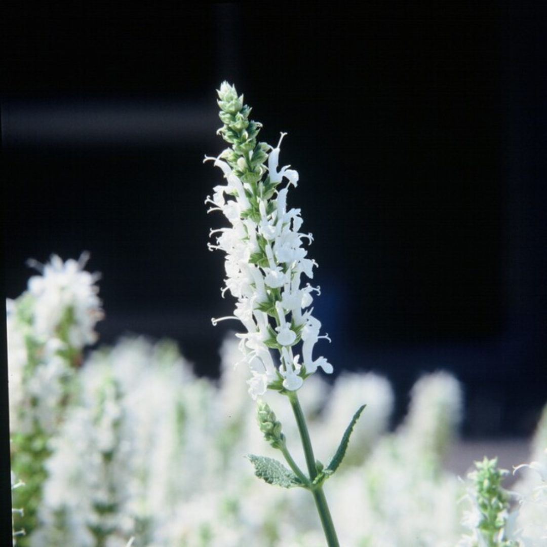 Salvia nemorosa 'Schneehügel' (6 stuks)