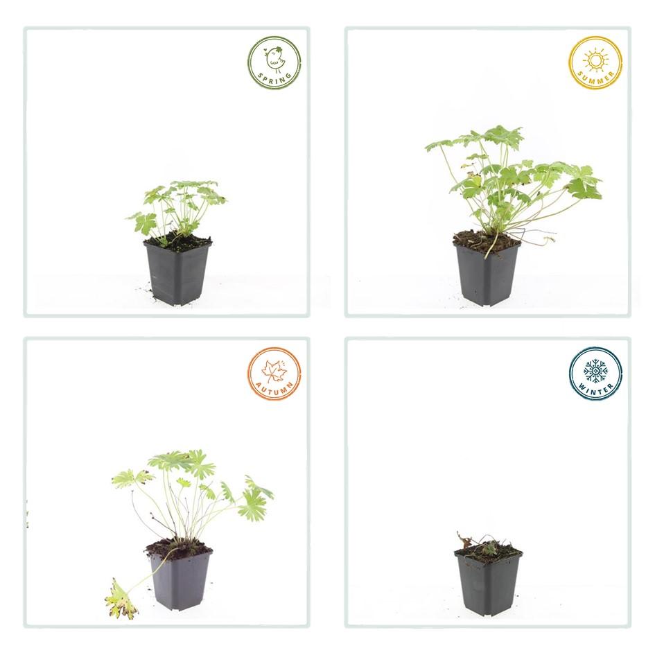 Geranium 'Tiny Monster' (6 stuks)