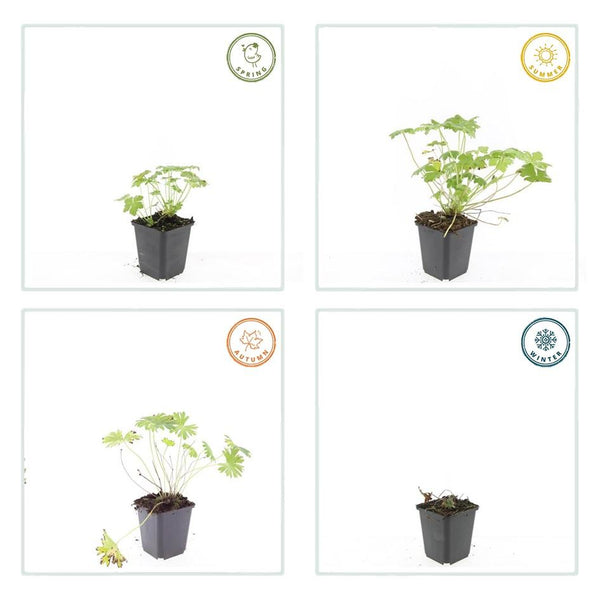 Geranium 'Tiny Monster' (6 stuks)