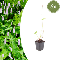 Verpakking — Persicaria amplexicaulis 'Alba' (6 stuks)
