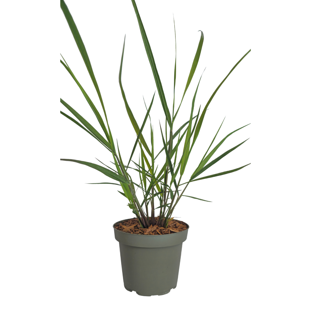 Panicum virgatum ‘Rotstrahlbusch’ (3 stuks)