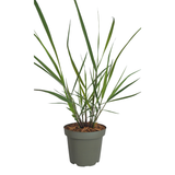 Panicum virgatum ‘Rotstrahlbusch’ (3 stuks)
